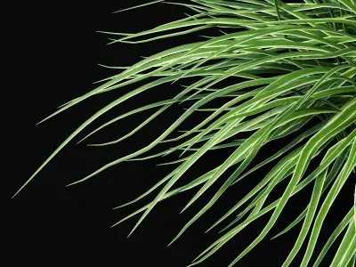 Carex morrowii Ice Dance ornamental grass 3D model