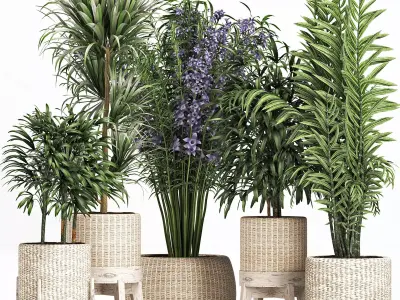 Plants Collection 213 3D model