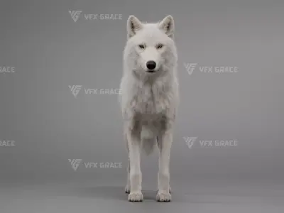 Arctic Wolf Animation - Blender 3D Model 3D model