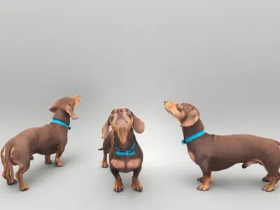 Playful dachshund dog 35 Low-poly 3D model