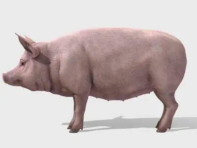 Pig - Female Low-poly 3D model