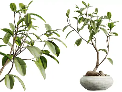 AV HousePlants Japandi Minimalism Ficus Dracaena Marginata12 3D model