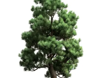 Decorative pine v2 3D model