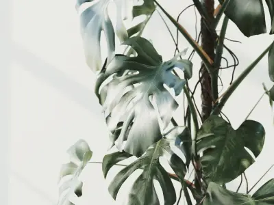 204cm Accurate high-poly Monstera Deliciosa in pot 3D model 3D model