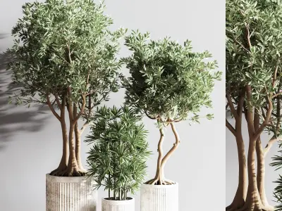 IndoorSetPlsnt14 four potted olive trees 3D model