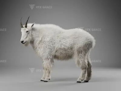 Mountain Goat Animation - Blender 3D model