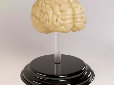 Decorate Brains 3D model