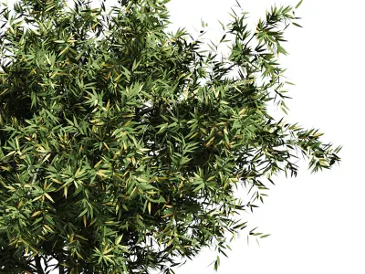 Natural Topiary Bush 3D model