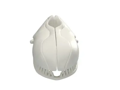 Killer Whale Orca Skull 3D model