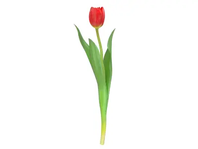 Tulip red 3D model