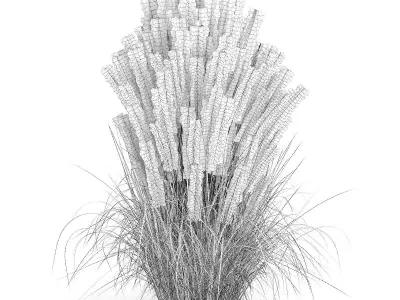 Ornamental Grass 2 3D model