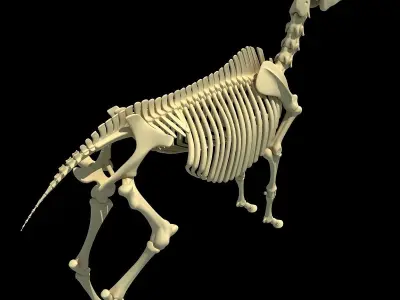 Horse Skeleton 3D model