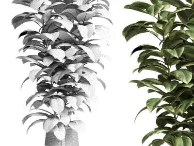 ficus rubber plant in a clay vase - indoor plant 462 3D model