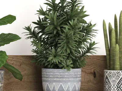 Collection of Exotic Plants 407 3D model