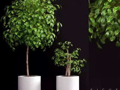 Plant 70 3D model