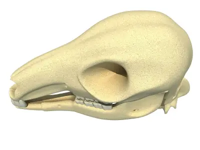 Detailed Kangaroo Skull 3D model