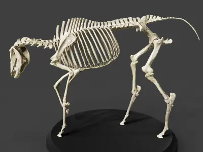 Realistic Horse Skeleton 3D model