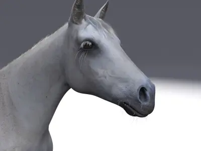 Horse - 3D model
