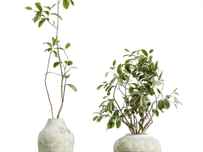 AV HousePlants Japandi Minimalism Ficus Dracaena Marginata11 3D model