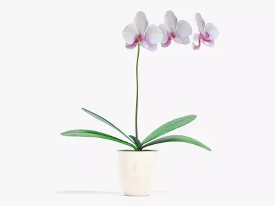 Blooming Phalaenopsis Orchid Plant in Pot 3D model