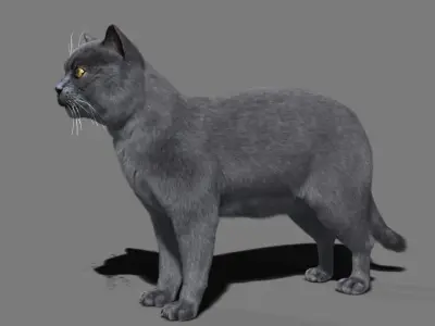 Cat British 3D model