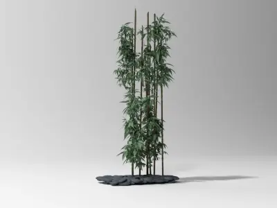 Bamboo plant 3D model
