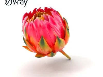 Vivid Protea Flower Model Pack Low-poly 3D model
