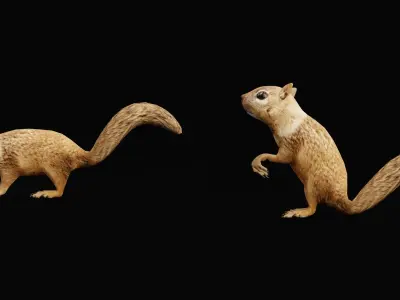 Juvenile California Ground Squirrel Low-poly 3D model