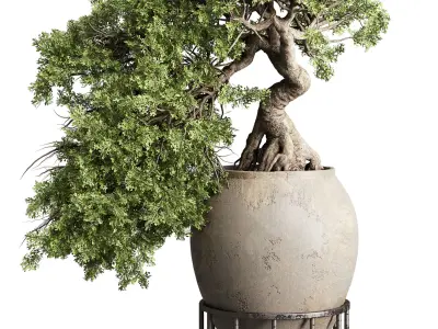 Bonsai tree in an old earthenware vase indoor plant 343 Low-poly 3D model