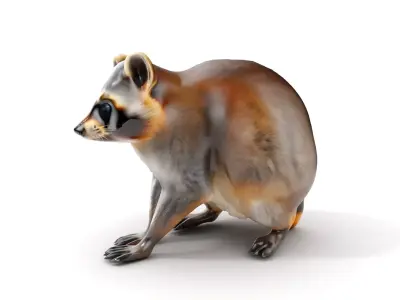 Realistic Raccoon Model Pack Low-poly 3D model