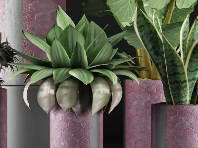 Plants Collection 41 3D model
