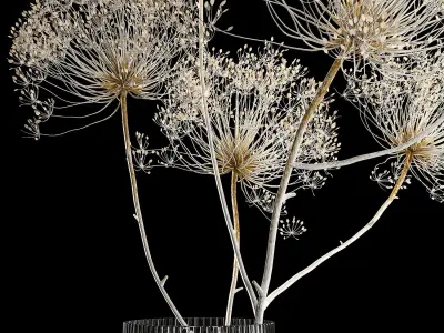 Bouquets Of Dried Heracleum Flowers And Decor 3D model