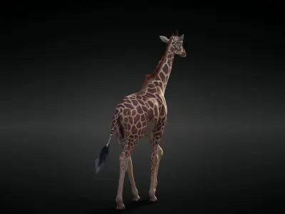 Giraffe Animated 3D model
