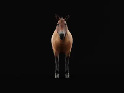 Mongolian Przewalski Wild Horse 3D model