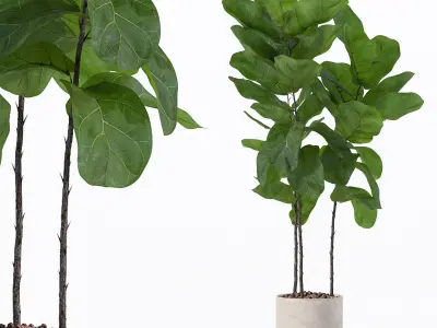 Ficus lyrata in modern flower pot 3D model