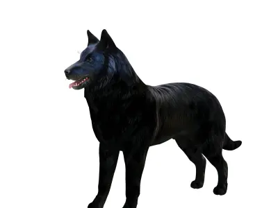 Groenendael Belgian Sheepdog Low-poly 3D model