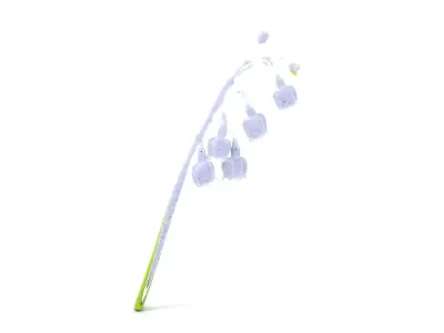 White Lily Flower model pack Low-poly 3D model