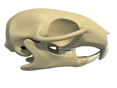 Detailed Squirrel Skull 3D model