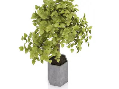 Bonsai Tree in Grey Pot 3D model