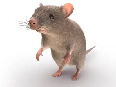 Rat - mice 3D model