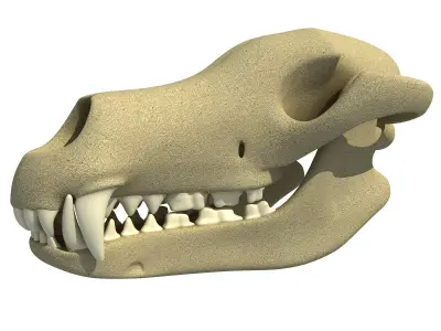 Wolf Fox Skull 3D model