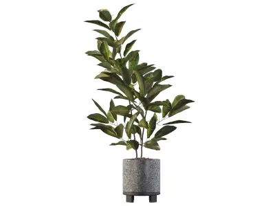 Croton in terrazio flowerpot 3D model