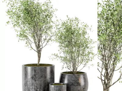 Outdoor Plants tree in Dark Concrete Pot - Set 4 3D model