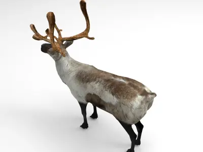 3D Reindeer model low poly with antlers Low-poly 3D model