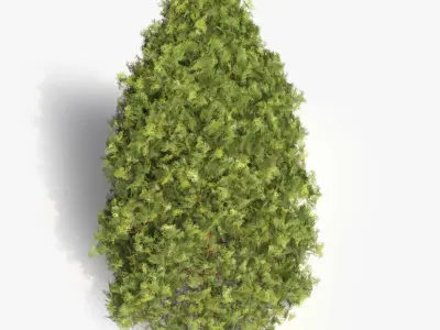 Garden thuja Free 3D model
