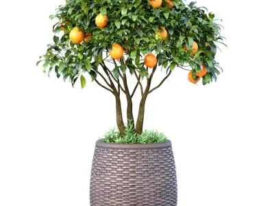 Decorative citrus fruit Lemon and Orange tree in a rattan pot 3D model