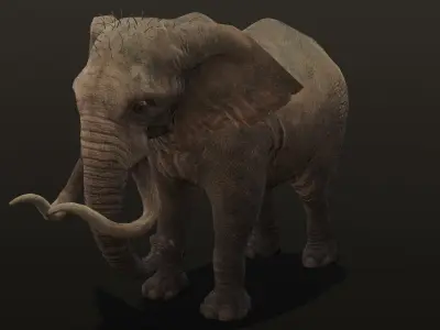 Elephant Animated Rigged 3D Model Low-poly 3D model