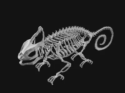 Skeleton of chameleon 3D model