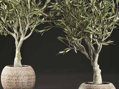 Olive tree for the interior in basket 644 3D model
