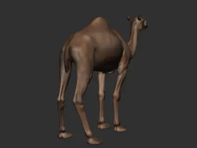Camel Zbrush  3D model